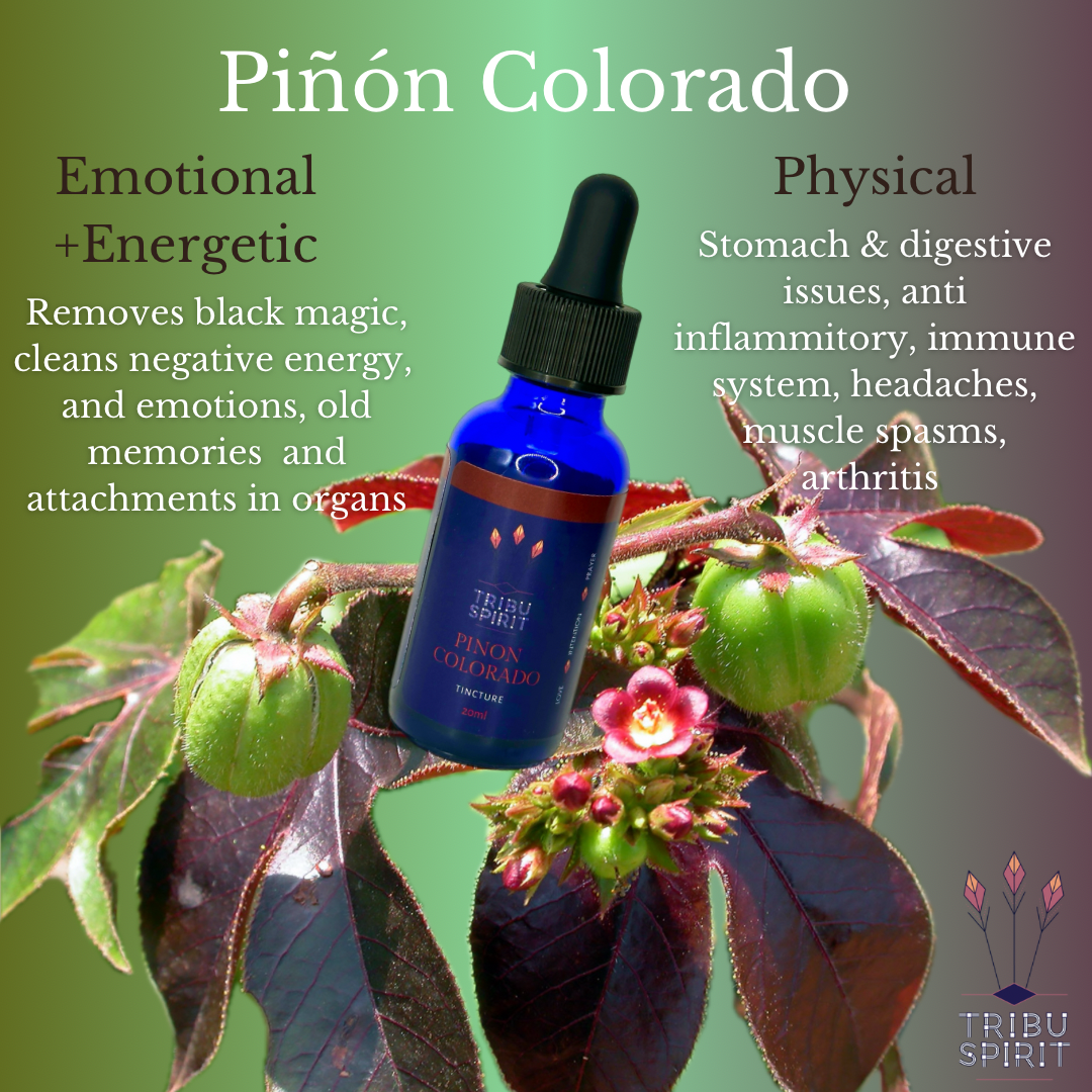 Piñón Colorado - Master Plant Tincture